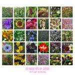 Scott&Co. Flower Seed Variety Pack - 30 Different Varieties of Flower Seeds to Grow Your Own. Butterfly and Bee Attracting, Grow Indoor and Outdoor. Christmas Gifts for Women and Men. - Image 5