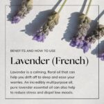 Nikura French Lavender Essential Oil - 10ml | 100% Pure Natural Oils | Lavender Oil For Sleep, Aromatherapy, Diffusers for Home | Vegan & UK Made - Image 6