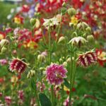Scott&Co. Flower Seed Variety Pack - 30 Different Varieties of Flower Seeds to Grow Your Own. Butterfly and Bee Attracting, Grow Indoor and Outdoor. Christmas Gifts for Women and Men. - Image 6