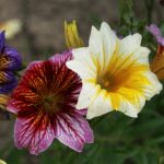 Scott&Co. Flower Seed Variety Pack - 30 Different Varieties of Flower Seeds to Grow Your Own. Butterfly and Bee Attracting, Grow Indoor and Outdoor. Christmas Gifts for Women and Men. - Image 7